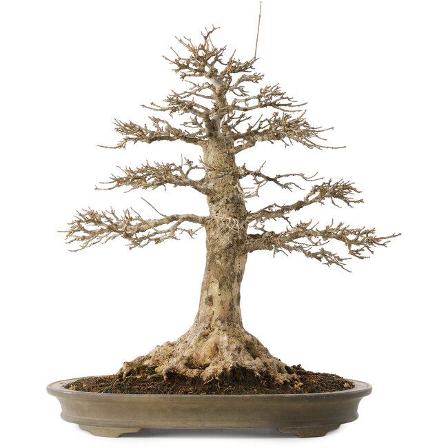 Acer buergerianum, 51 cm, ± 25 years old, with a nebari of 21,5 cm