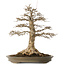 Acer buergerianum, 51 cm, ± 25 ans, avec un nebari de 21,5 cm