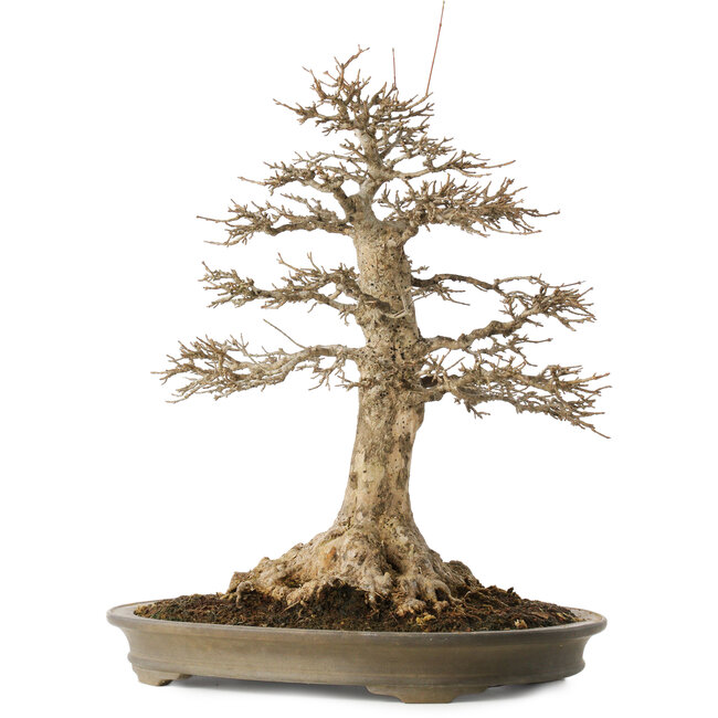 Acer buergerianum, 51 cm, ± 25 anni, con un nebari di 21,5 cm