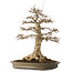 Acer buergerianum, 51 cm, ± 25 ans, avec un nebari de 21,5 cm