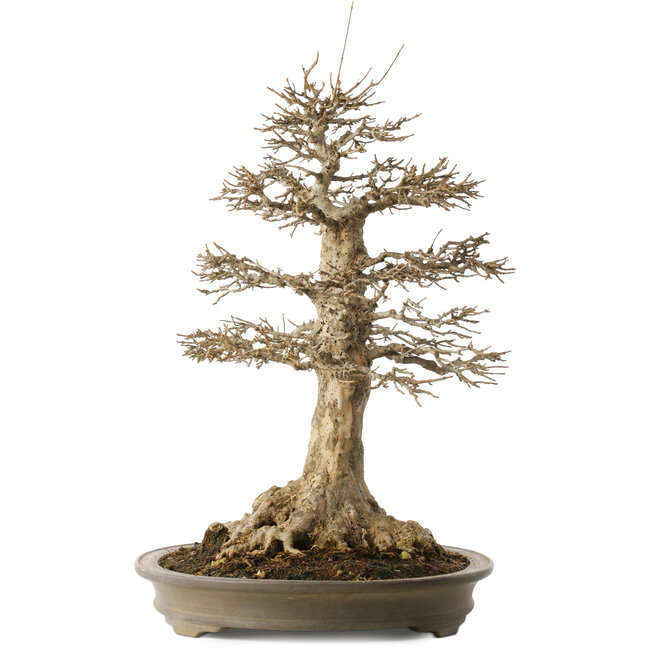 Acer buergerianum, 51 cm, ± 25 años, con un nebari de 21,5 cm