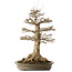 Acer buergerianum, 51 cm, ± 25 ans, avec un nebari de 21,5 cm