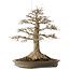 Acer buergerianum, 51 cm, ± 25 años, con un nebari de 21,5 cm