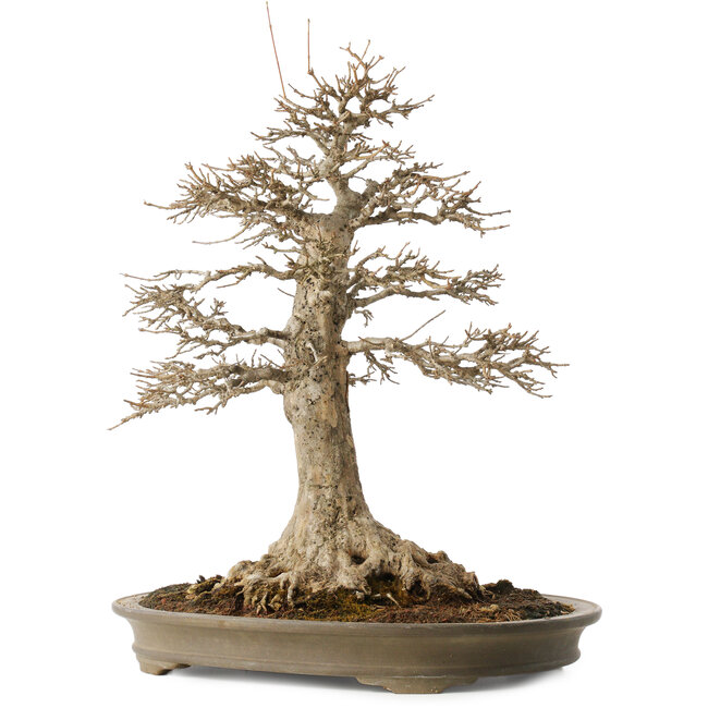 Acer buergerianum, 51 cm, ± 25 jaar oud, met een nebari van 21,5 cm