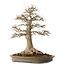 Acer buergerianum, 51 cm, ± 25 años, con un nebari de 21,5 cm
