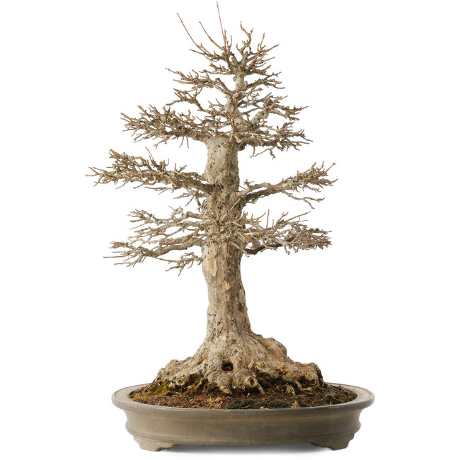 Acer buergerianum, 51 cm, ± 25 ans, avec un nebari de 21,5 cm