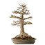 Acer buergerianum, 51 cm, ± 25 years old, with a nebari of 21,5 cm