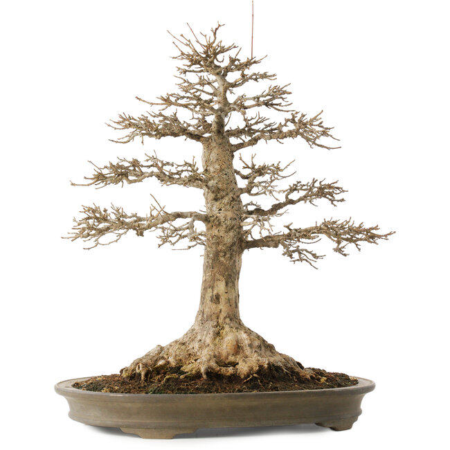 Acer buergerianum, 51 cm, ± 25 jaar oud, met een nebari van 21,5 cm