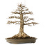 Acer buergerianum, 51 cm, ± 25 ans, avec un nebari de 21,5 cm