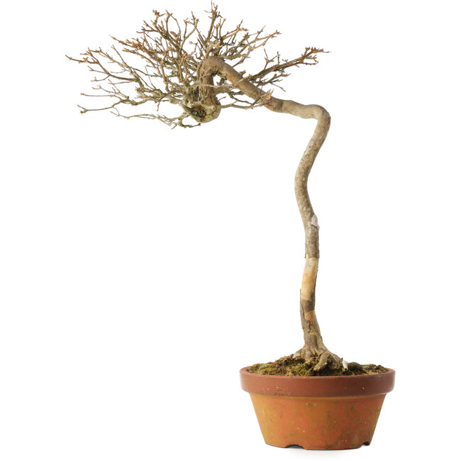 Acer buergerianum, 57 cm, ± 25 jaar oud