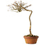 Acer buergerianum, 57 cm, ± 25 años