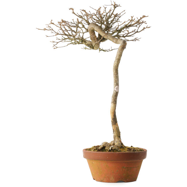 Acer buergerianum, 57 cm, ± 25 anni