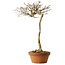 Acer buergerianum, 57 cm, ± 25 jaar oud