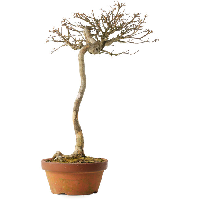 Acer buergerianum, 57 cm, ± 25 Jahre alt