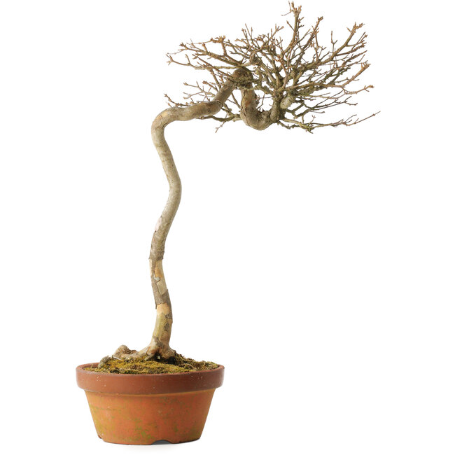 Acer buergerianum, 57 cm, ± 25 años