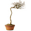Acer buergerianum, 57 cm, ± 25 jaar oud