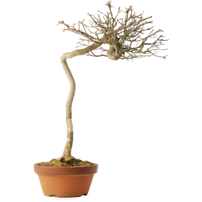 Acer buergerianum, 57 cm, ± 25 jaar oud