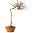 Acer buergerianum, 57 cm, ± 25 years old