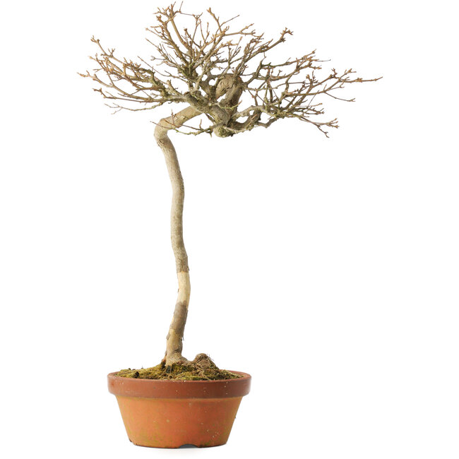 Acer buergerianum, 57 cm, ± 25 anni