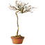 Acer buergerianum, 57 cm, ± 25 years old
