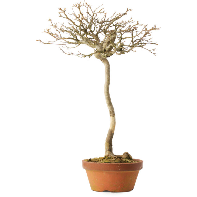 Acer buergerianum, 57 cm, ± 25 Jahre alt