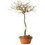 Acer buergerianum, 57 cm, ± 25 jaar oud