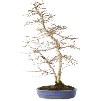 Carpinus coreana, 49,5 cm, ± 15 años