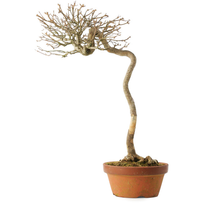 Acer buergerianum, 57 cm, ± 25 years old