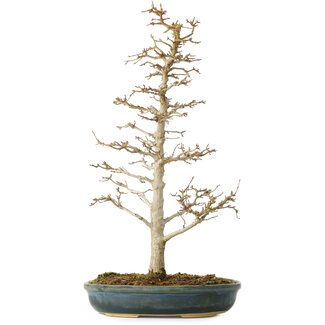 Acer buergerianum, 46 cm, ± 10 jaar oud