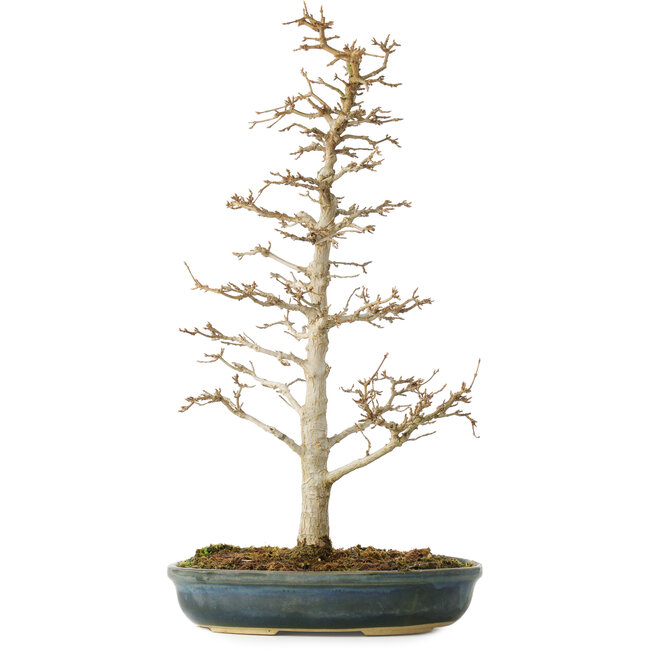 Acer buergerianum, 46 cm, ± 10 años
