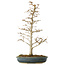 Acer buergerianum, 46 cm, ± 10 jaar oud