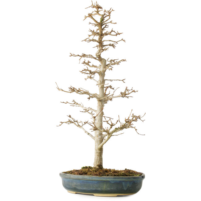 Acer buergerianum, 46 cm, ± 10 jaar oud