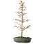 Acer buergerianum, 46 cm, ± 10 años