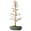 Acer buergerianum, 46 cm, ± 10 jaar oud