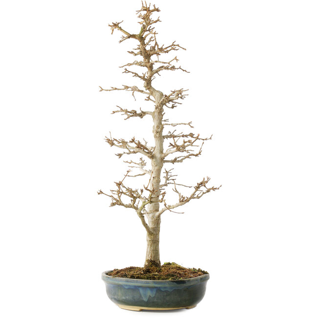Acer buergerianum, 46 cm, ± 10 Jahre alt