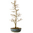 Acer buergerianum, 46 cm, ± 10 jaar oud