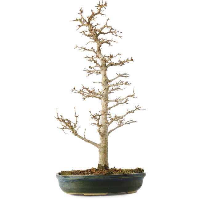 Acer buergerianum, 46 cm, ± 10 Jahre alt