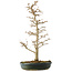 Acer buergerianum, 46 cm, ± 10 jaar oud