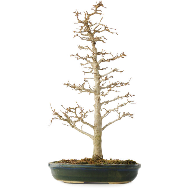Acer buergerianum, 46 cm, ± 10 años