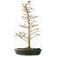 Acer buergerianum, 46 cm, ± 10 jaar oud