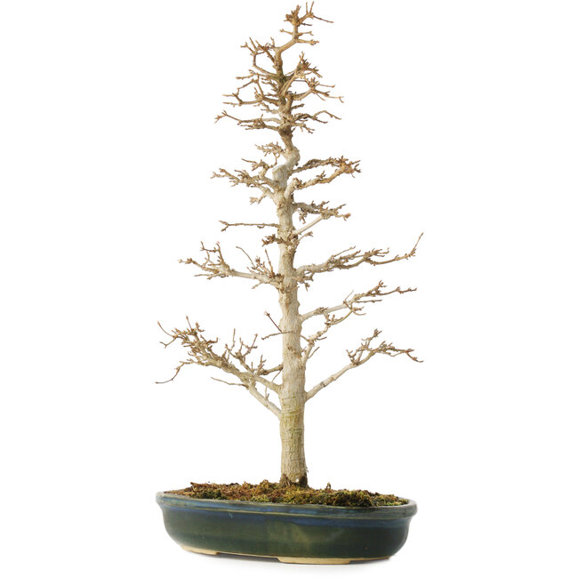 Acer buergerianum, 46 cm, ± 10 jaar oud