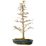Acer buergerianum, 46 cm, ± 10 jaar oud