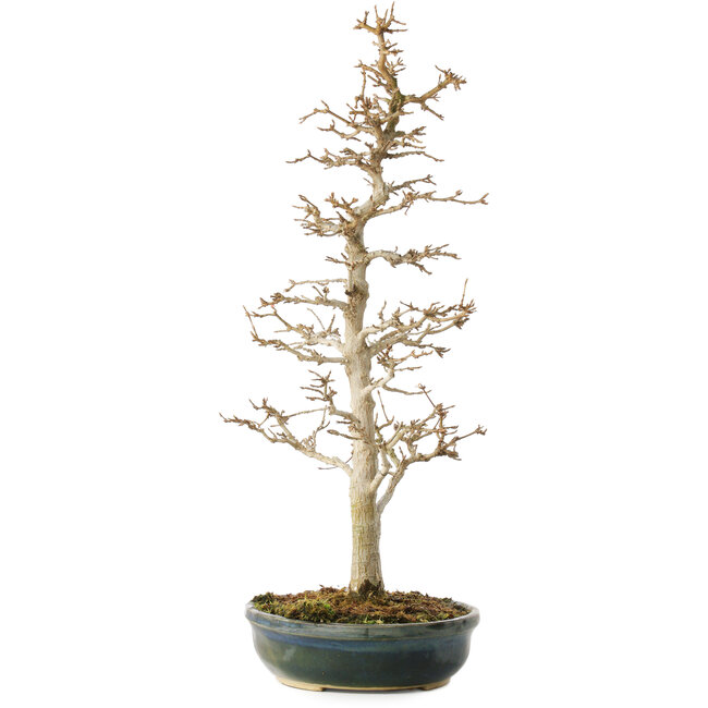 Acer buergerianum, 46 cm, ± 10 Jahre alt