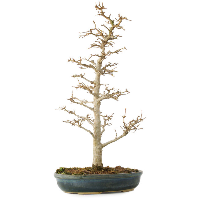 Acer buergerianum, 46 cm, ± 10 jaar oud