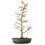 Acer buergerianum, 46 cm, ± 10 years old