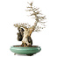 Acer buergerianum, 58,5 cm, ± 20 jaar oud