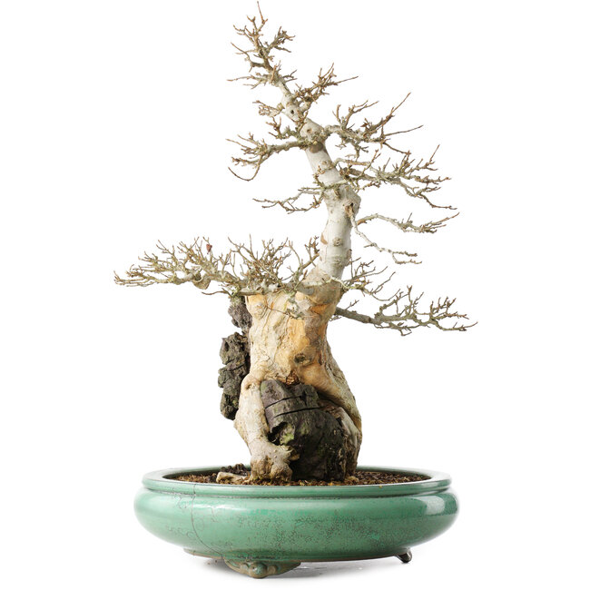 Acer buergerianum, 58,5 cm, ± 20 años