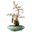Acer buergerianum, 58,5 cm, ± 20 jaar oud