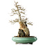 Acer buergerianum, 58,5 cm, ± 20 jaar oud