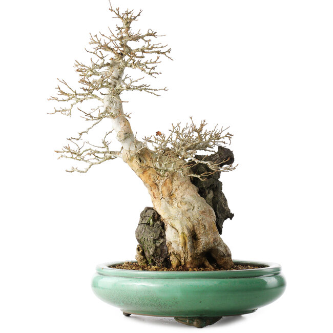 Acer buergerianum, 58,5 cm, ± 20 Jahre alt